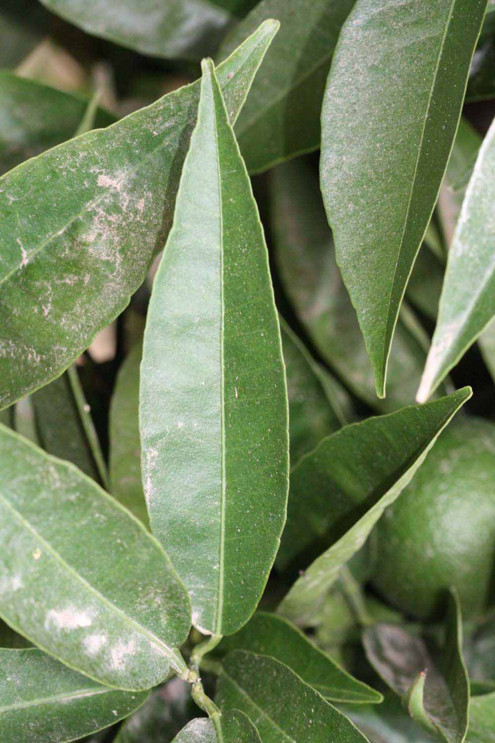              Unifoliolate leaf (Riverside, CA)       